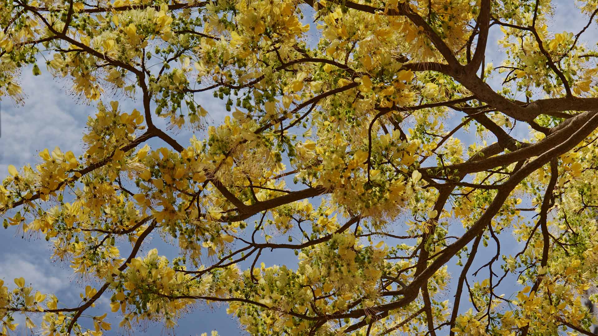 Spider Tree - Macao Government Tourism Office